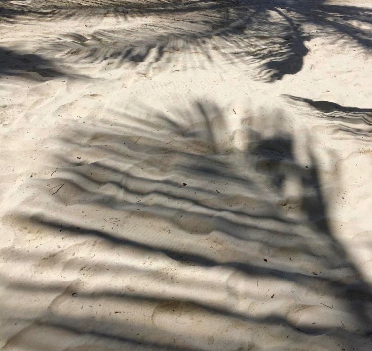 12985381_10153419182477687_8198549061785666582_n