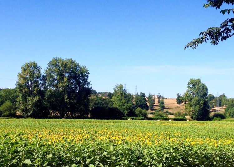 11700962_10152922666307687_7662705047001062163_n