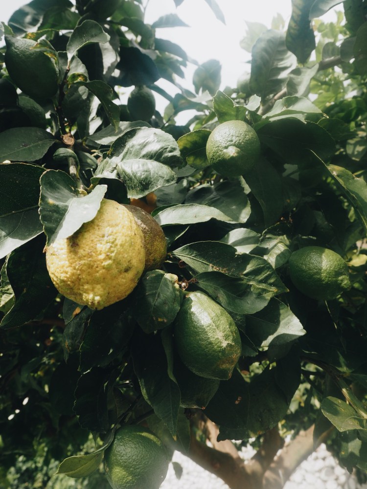 Processed with VSCO with a6 preset