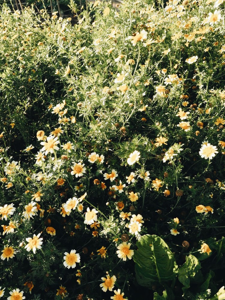 Processed with VSCO with a6 preset