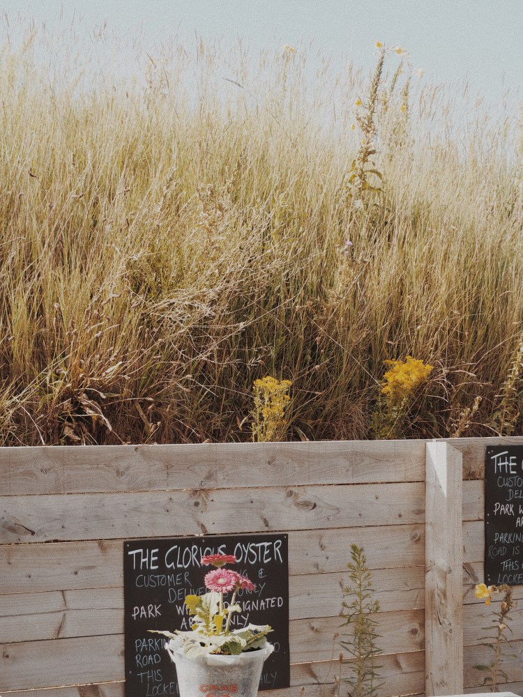 OLYMPUS DIGITAL CAMERA          Processed with VSCO with m5 preset