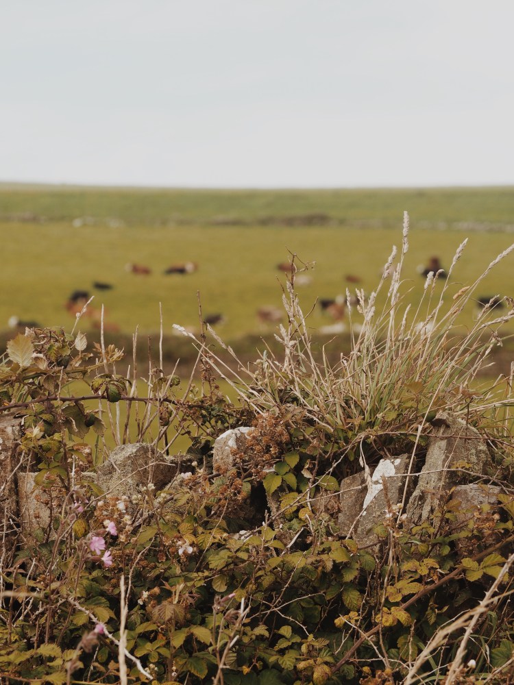 OLYMPUS DIGITAL CAMERA          Processed with VSCO with m5 preset